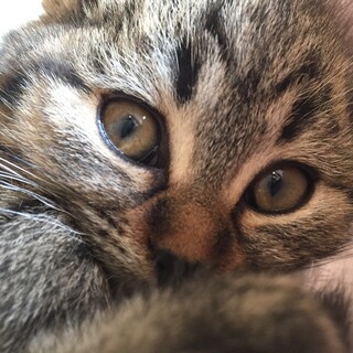 まる顔の女の子です！