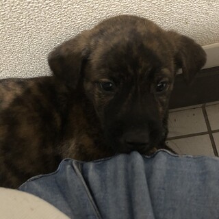 雑種男の子 落ち着きのある元気な子