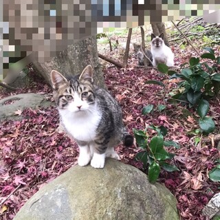 キジシロ　生後３ヵ月くらい