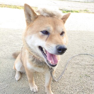 【保健所レスキュー】柴らしい性格の柴犬