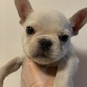 フレンチブルドッグ