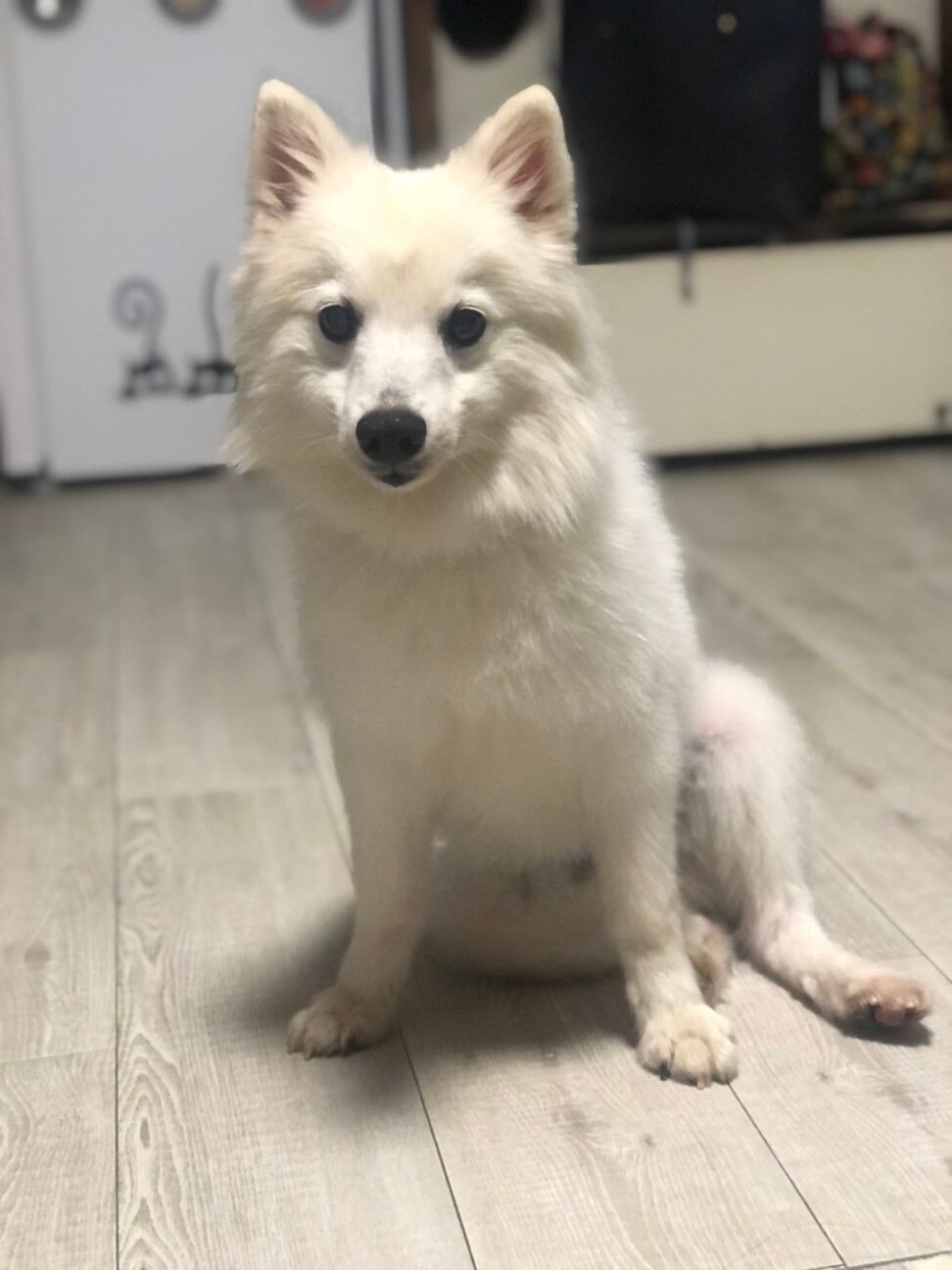 元気いっぱいスピッツ 定春くん 神奈川県 犬の里親募集 3466 ペットのおうち 月間利用者150万人 元気いっぱいスピッツ 定春くん 神奈川県 犬の里親募集 3466 ペットのおうち 月間利用者150万人