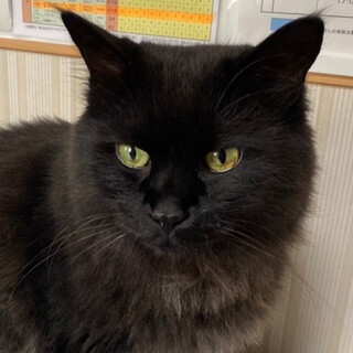 人馴れしている大きな男の子くぅ