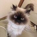 沢山お返事してくれます☆美形ヒマラヤン猫