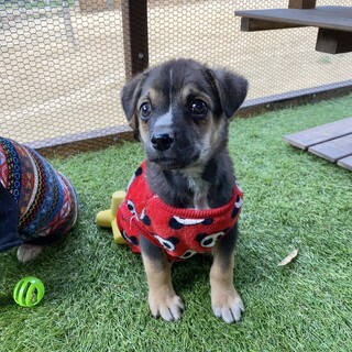 小さめでクリクリお目々のコアラくん2ヶ月