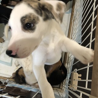 雑種男の子 当たり強いが甘えんぼ