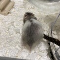 大切に育ててくださる方を募集しております。