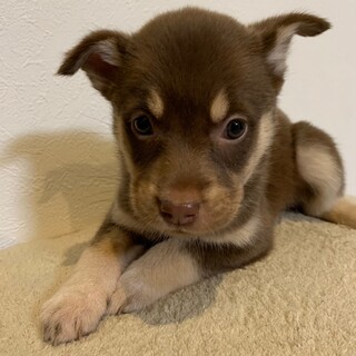 生後約２か月のMix 慎重派のダージリンちゃん♪