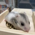 大切に育ててくださる方を募集しております。