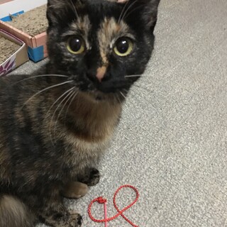 『幸運の鍵しっぽの子猫』サビ猫！募集一時中断します