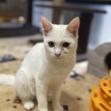 とても美猫な白猫さん【12/20 譲渡会】