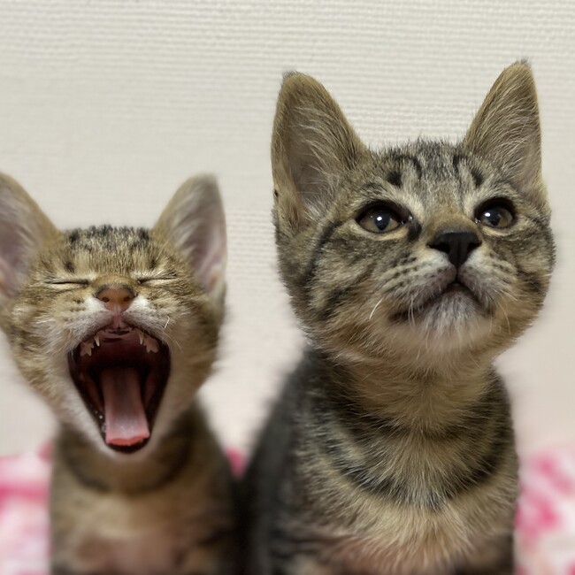 福西ねこクラブのカバー写真