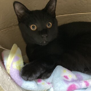 黒(おなか白) 仮名:くろまる 生後3ヶ月オス