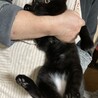 黒(おなか白) 仮名:くろまる 生後3ヶ月オス サムネイル7