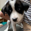 ★トライアル中★「ホープくん」に家族を！