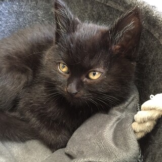 まる顔黒猫男の子です！