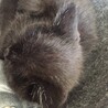 まる顔黒猫男の子です！ サムネイル2