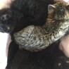 まる顔黒猫男の子です！ サムネイル4