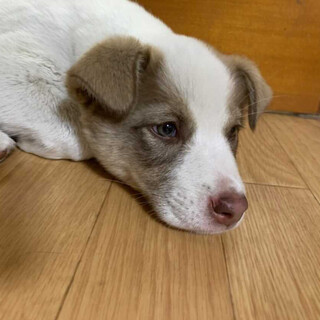 ☆仔犬のフューチャーくん