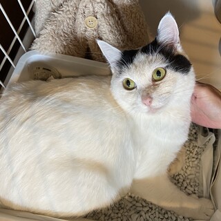 癒し猫ちゃん成猫の魅力