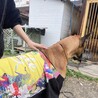 グレート・デーン男の子 サムネイル2