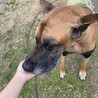 グレート・デーン男の子 サムネイル4