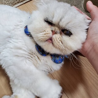 お饅頭みたいな真ん丸顔　ペルシャ猫　ビビ君