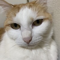 ペコ