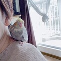 オカメインコちゃんの里親様募集