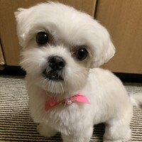 ふりかけ