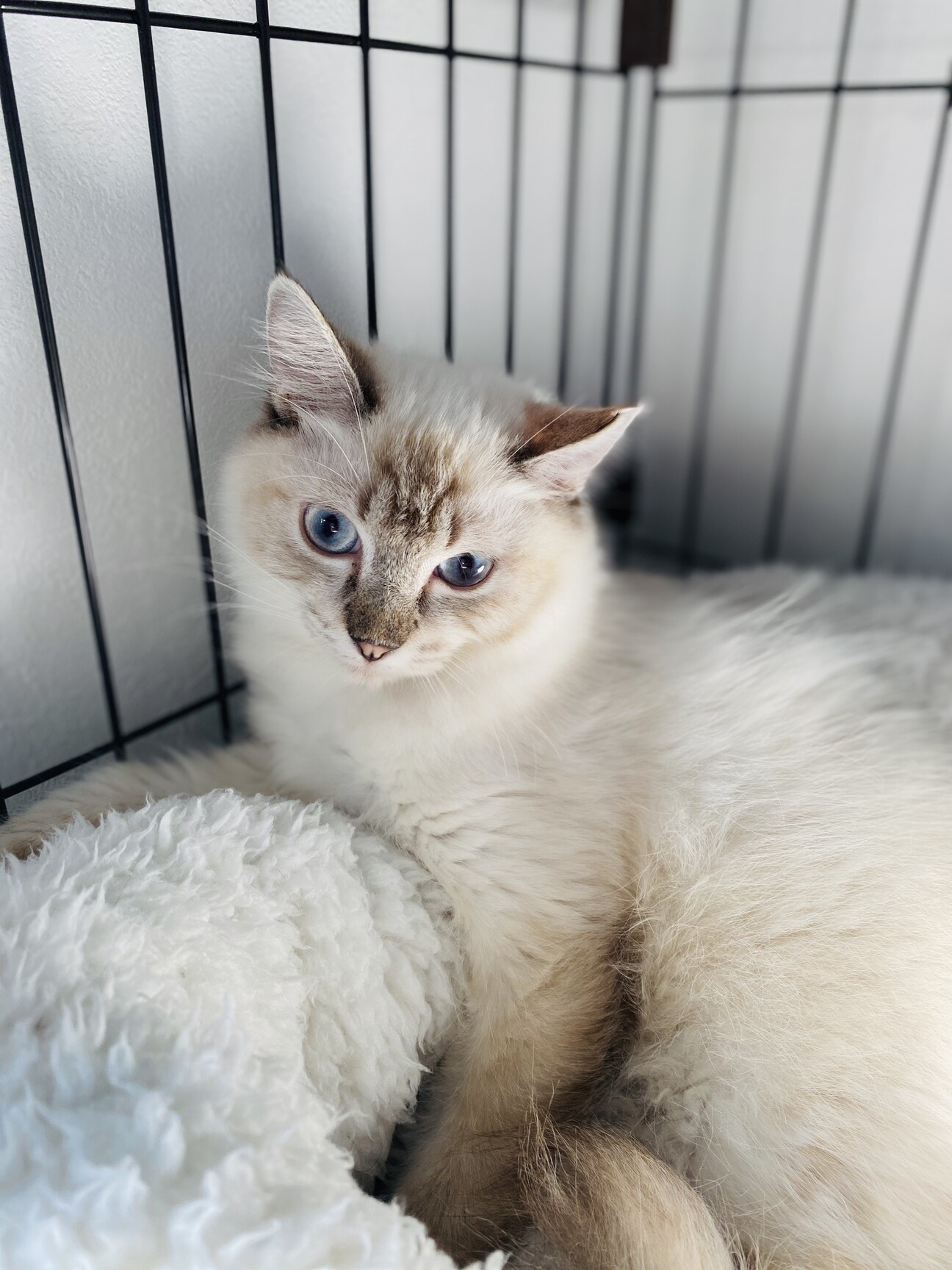 ゴージャスだけどビビり 東京都 猫の里親募集 ペットのおうち 月間利用者150万人