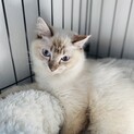 【ゴージャスだけどビビり】シャムトラのアンソニー