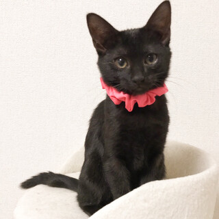 募集停止　美猫なフレンドリー黒❤️女子すみ