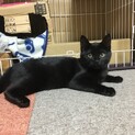チビ黒ちゃん　足短め　可愛いタイプ