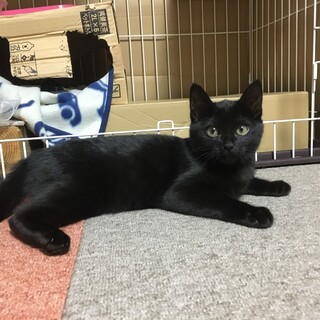 チビ黒ちゃん　足短め　可愛いタイプ