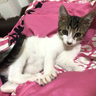くりくりおめめの甘えん坊ちゃん