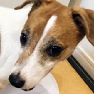 保護犬ナンバーＤ１４７４ ジャックラッセルテリア