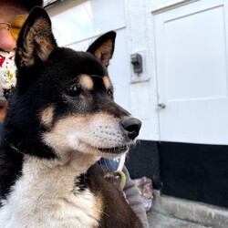 日光の柴犬メス達