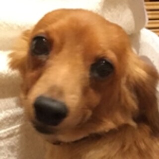 保護犬ナンバーＤ１４７５　ダックス×ヨーキー