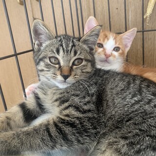 可愛いキジトラかなをちゃん 家猫修行中