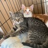 可愛いキジトラかなをちゃん 家猫修行中 サムネイル3