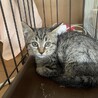 可愛いキジトラかなをちゃん 家猫修行中 サムネイル6