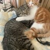 可愛いキジトラかなをちゃん 家猫修行中 サムネイル7