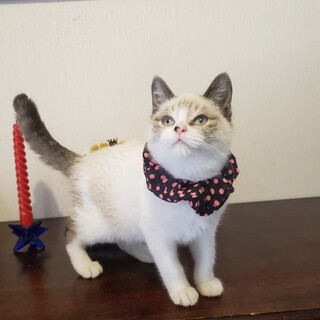 【12/20東銀座】キルアくん3ヵ月♪