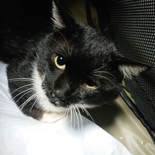 人懐っこさMAX！公園のアイドル地域猫クロちゃん