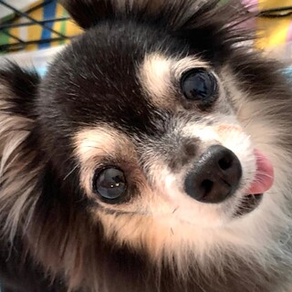 可愛くて可憐♡控えめレディのタップちゃん