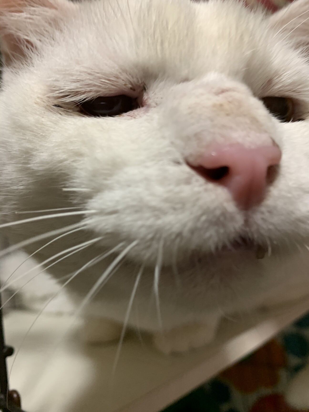 大きな身体で小心者 可愛 奈良県 猫の里親募集 ペットのおうち 月間利用者150万人