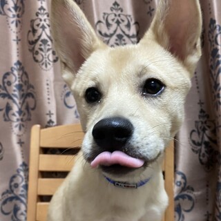 4ヶ月半の男の子☆家族を探してます。
