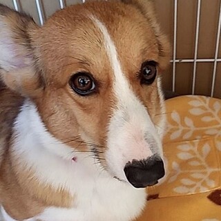 コーギー１才サラちゃん