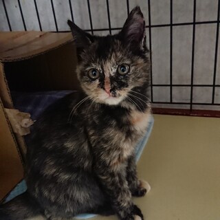 ジンジャーズさび部 みどりちゃん。